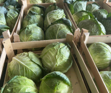 Cabbage